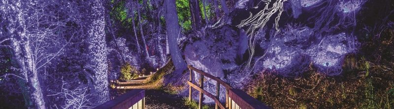 Pitlochry's Enchanted Forest