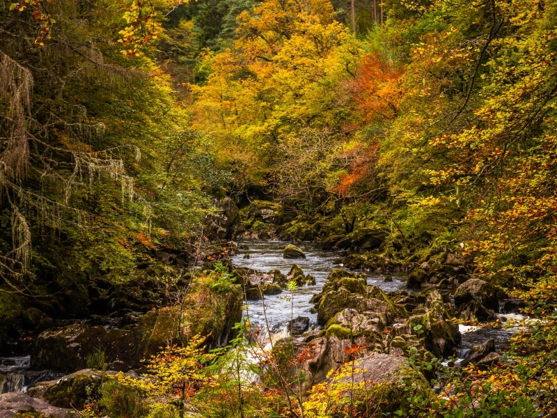 Autumn woodland walks - The Herimtage