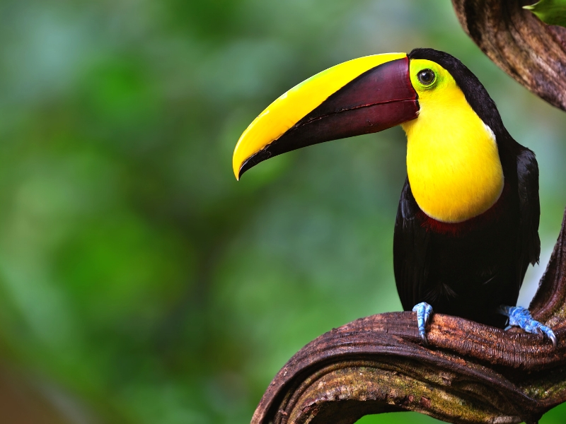 Natural Wonders of Costa Rica Escorted Tour