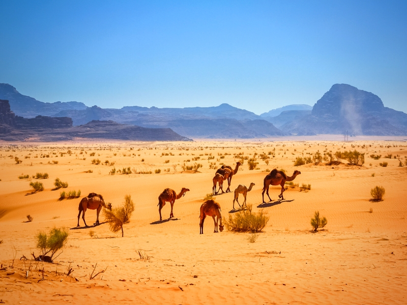 Solo Jordan with Petra Escorted Tour