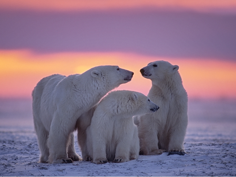 Polar Bear