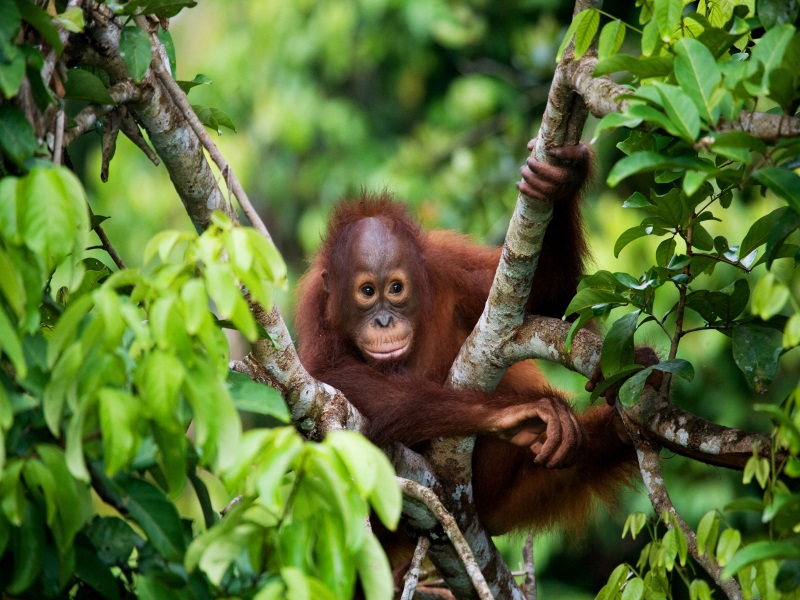 Borneo
