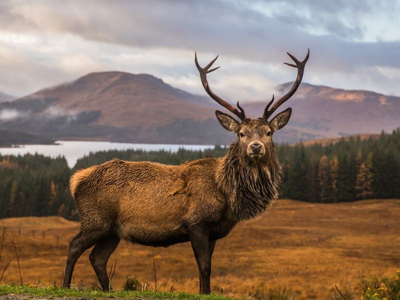 Scottish Highlands