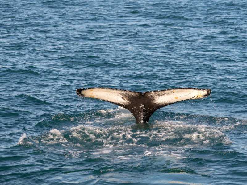 Humpback Whales, Iceland