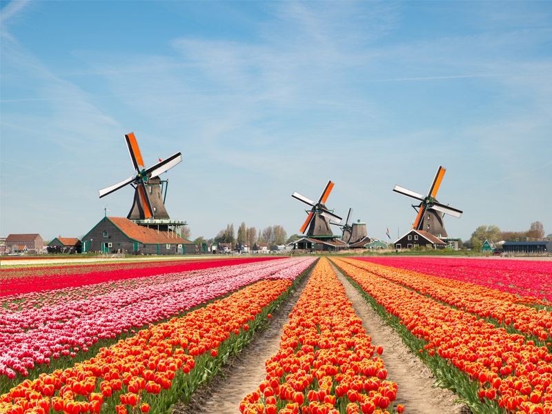 Dutch Bulbfields