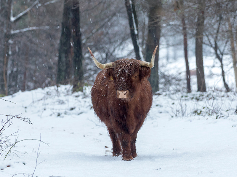 Festive Breaks - Highland Cow in Winter