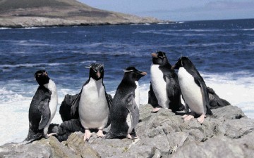 SOUTH ATLANTIC SUCCESS STORY: Rockhopper Petroleum made the major Sea Lion discovery in the North Falkland Basin
