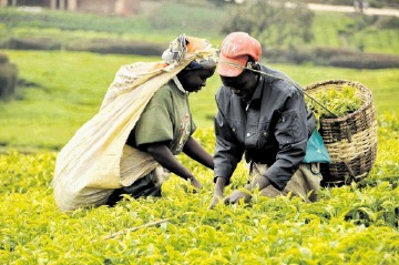 Tea making in Tanzania