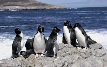 Premier Oil and partners have hit pay in the Falkland Islands