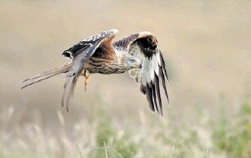 AT RISK:  It is feared    a windfarm   development near Dingwall could have a negative impact on red kites