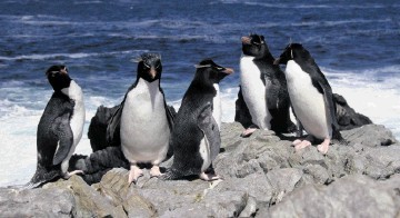 PROSPECTING PARTNERS: Premier Oil has taken a  60% stake in Rockhopper’s  Falklands interests