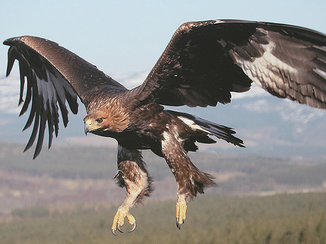 A golden eagle