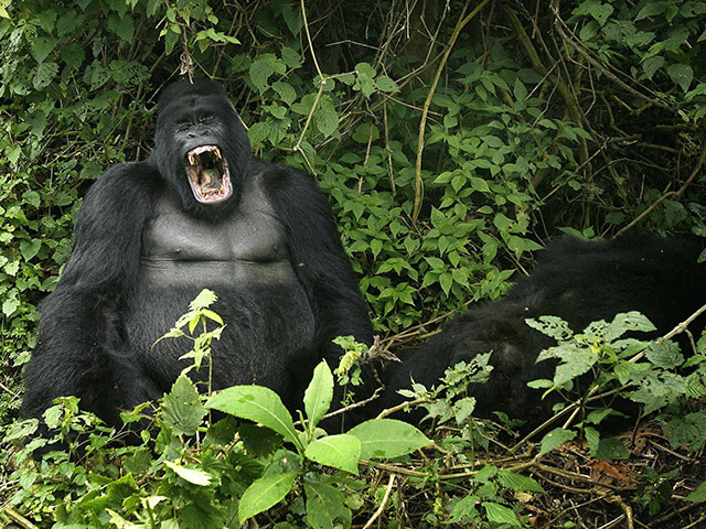 A silverback mountain gorilla in the Virunga National Park