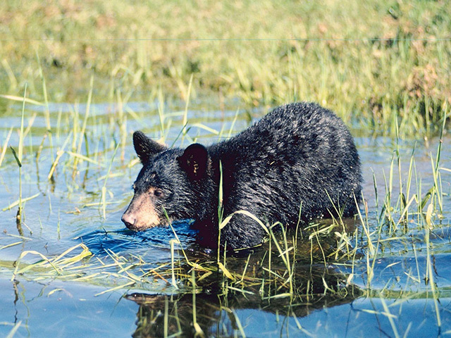 Pipeline spill near bear habitat