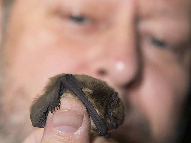 Punky the bat with Ebbe Nyfors, Photo: Jon Ingemundsen