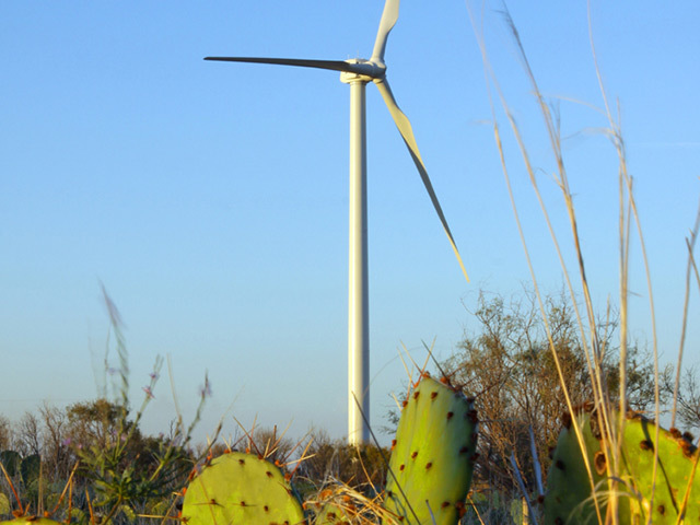 Mexico's prickly pear cactus is generating energy.
