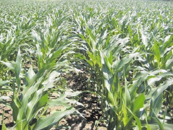 Corn (maize) is a potential feedstock for advanced biofuels