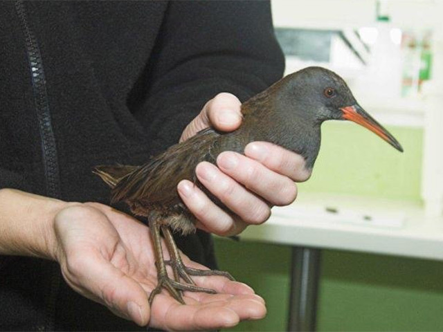 The rescued Water Rail