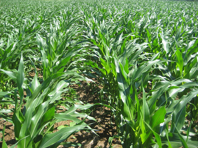 Corn (maize) is a potential feedstock for advanced biofuels