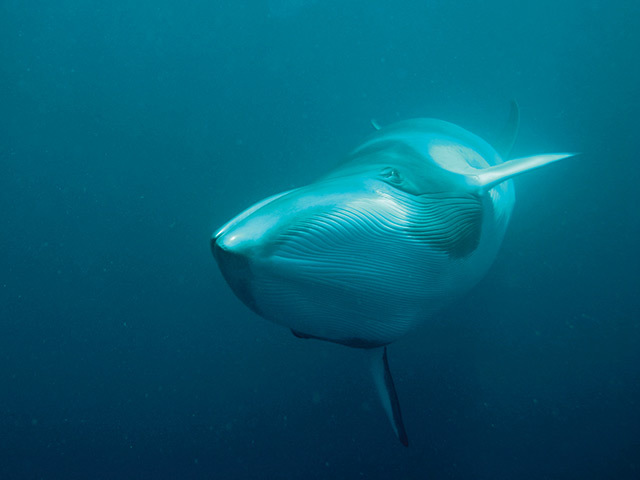 Minke whales are among those most at risk from offshore windfarms