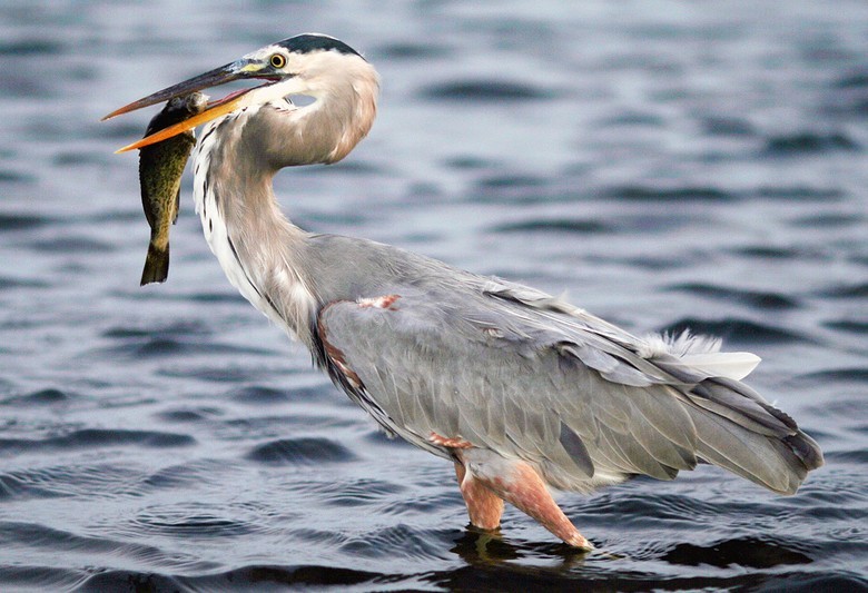 A great blue heron. Picture by Terry Foote (Wiki commons)