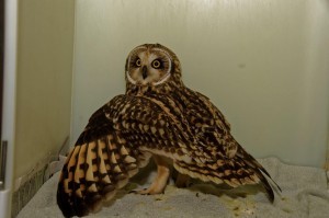 Oil rig owl recovering