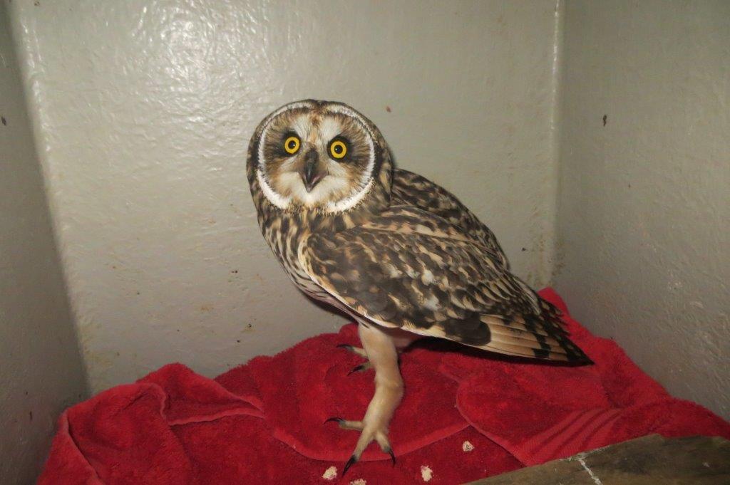 Rescued oil rig owl. SSPCA