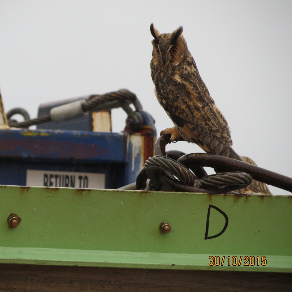 Owls spotted on the BW Athena