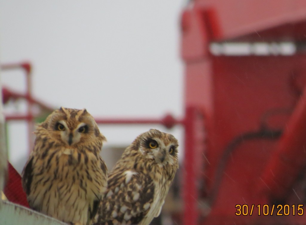 Owls spotted on the BW Athena