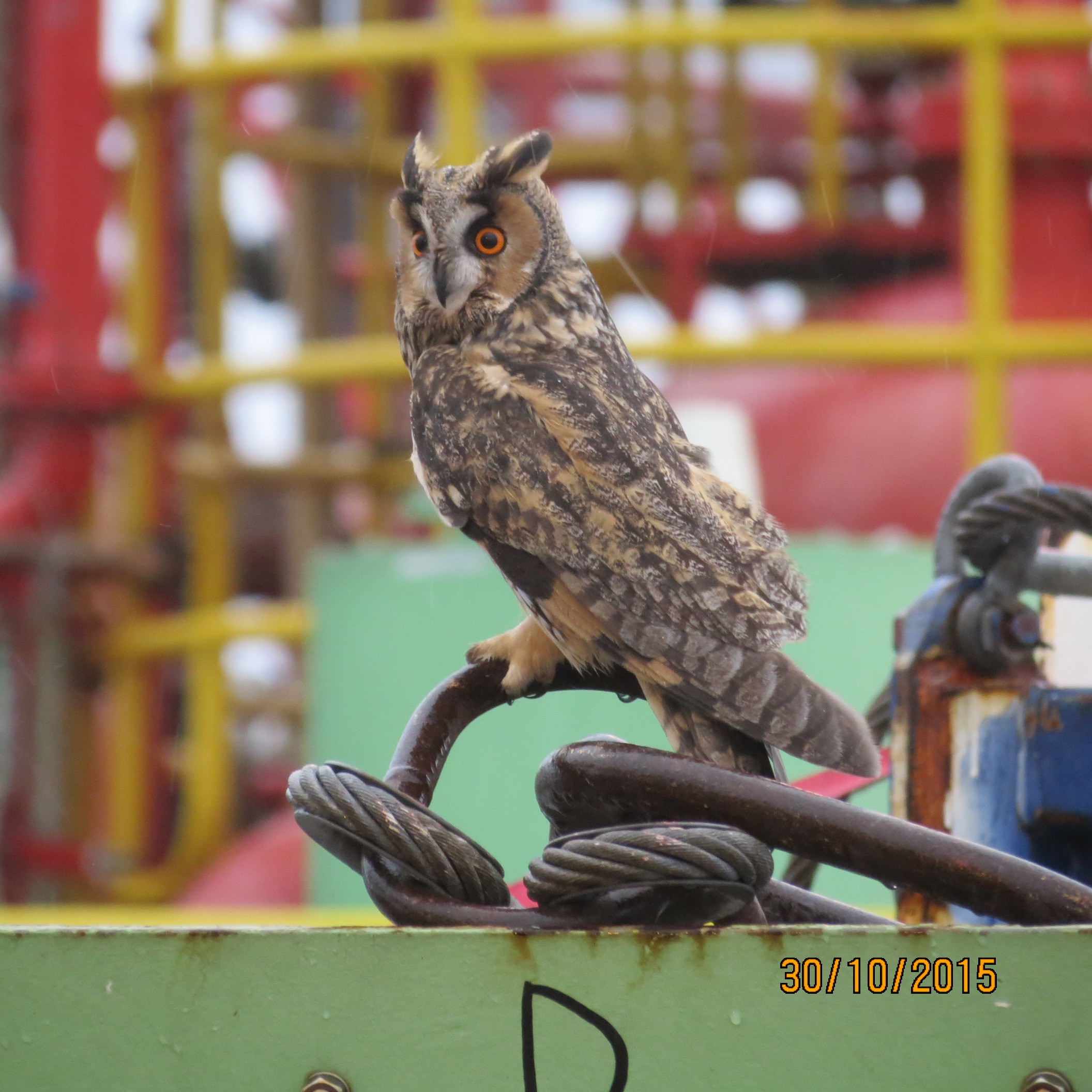 The North Sea is home to diverse wildlife, not least the family of owls spotted on the BW Athena