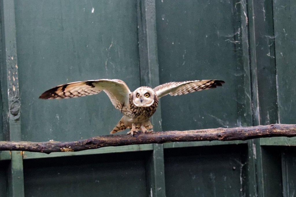An owl was rescued after it ended up stranded on a platform