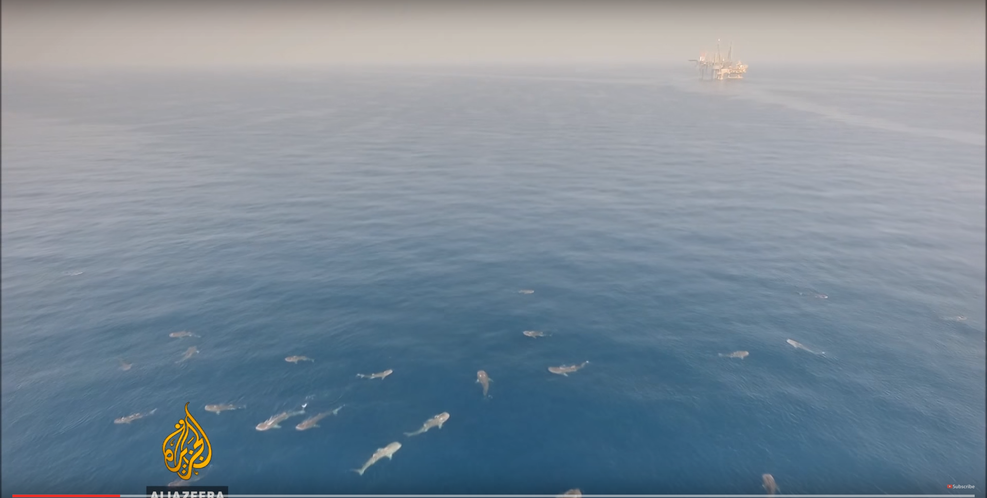 Whale Sharks have been congregating close to the Al Shaheen oil field
