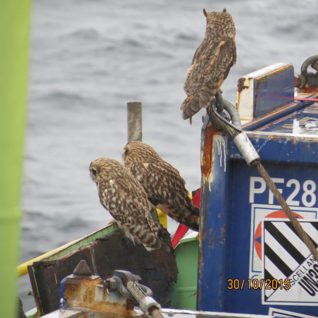 Owls spotted on the BW Athena