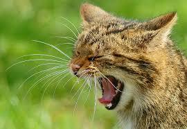 Cat in profile meows against grassy background