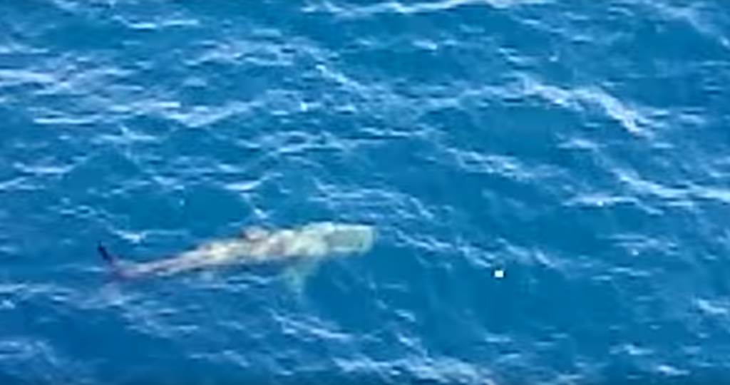 A shark has been caught on film near to a North Sea platform
