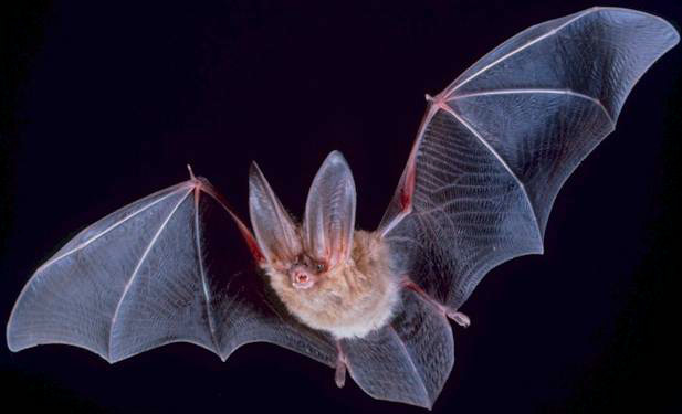 Bats and onshore wind turbines