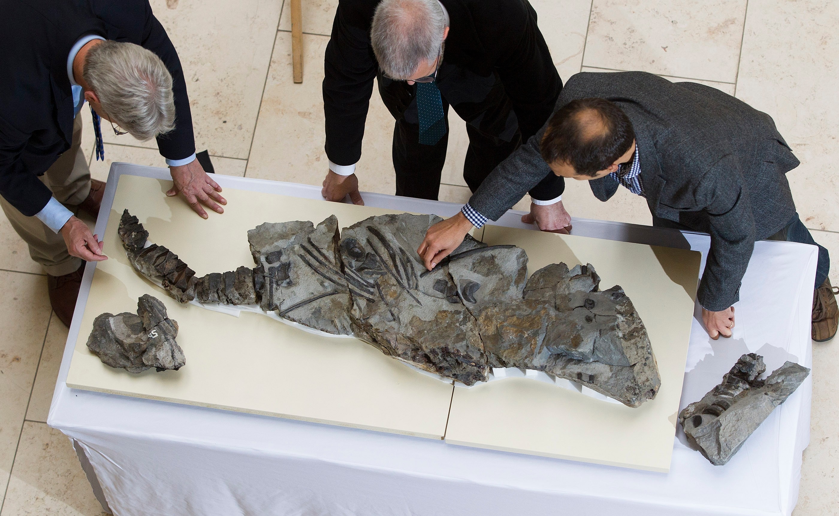 The fossil of a fierce predator that prowled the oceans 170 million years ago is unveiled by scientists for the first time at the National Museum of Scotland. The fossilised skeleton of the dolphin-like animal – named the Storr Lochs Monster – was found on the Isle of Skye in 1966 by Norrie Gillies.