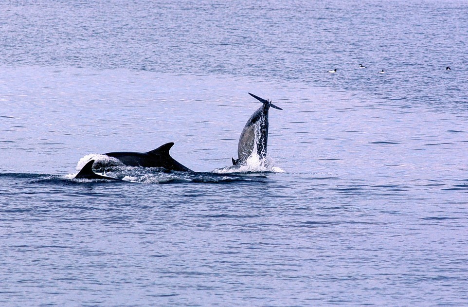 Dolphins of the coast of Burghead in the Moray Firth