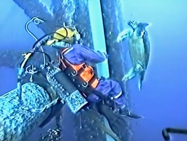 Turtle joins deepsea diver