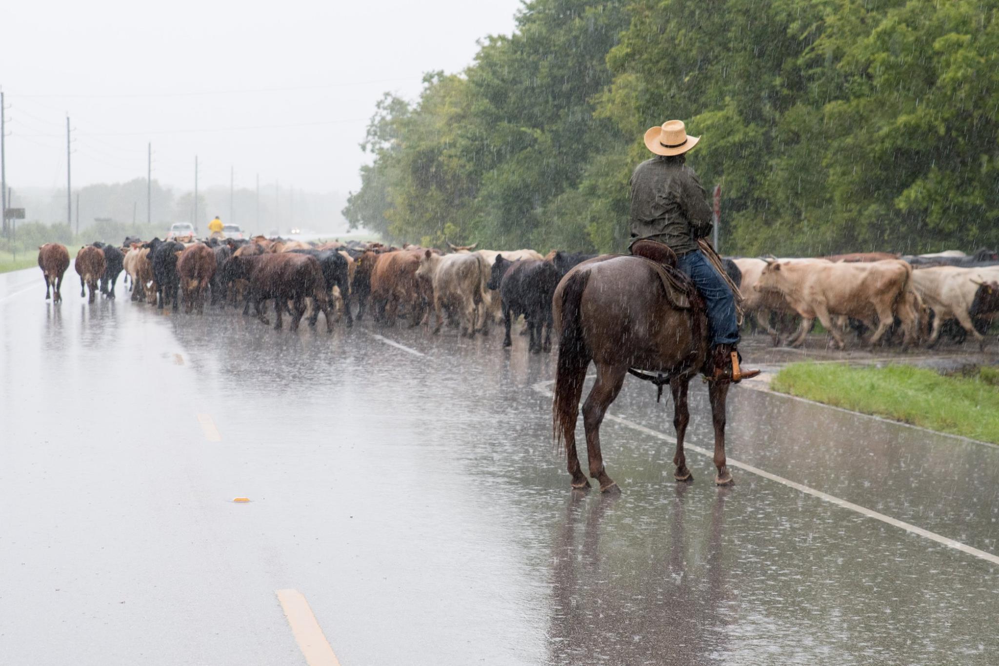 Houston flooding