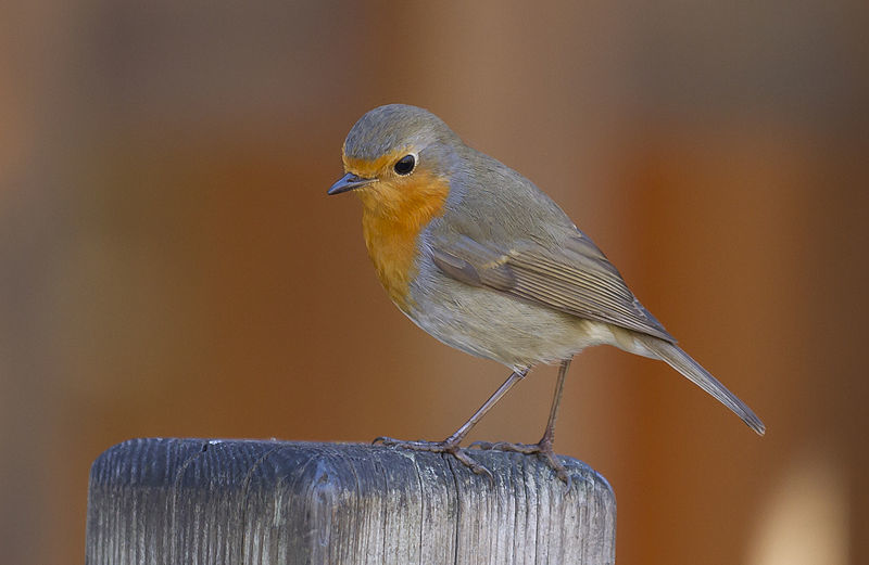 A robin. Picture from 
PierreSelim, wikicommons