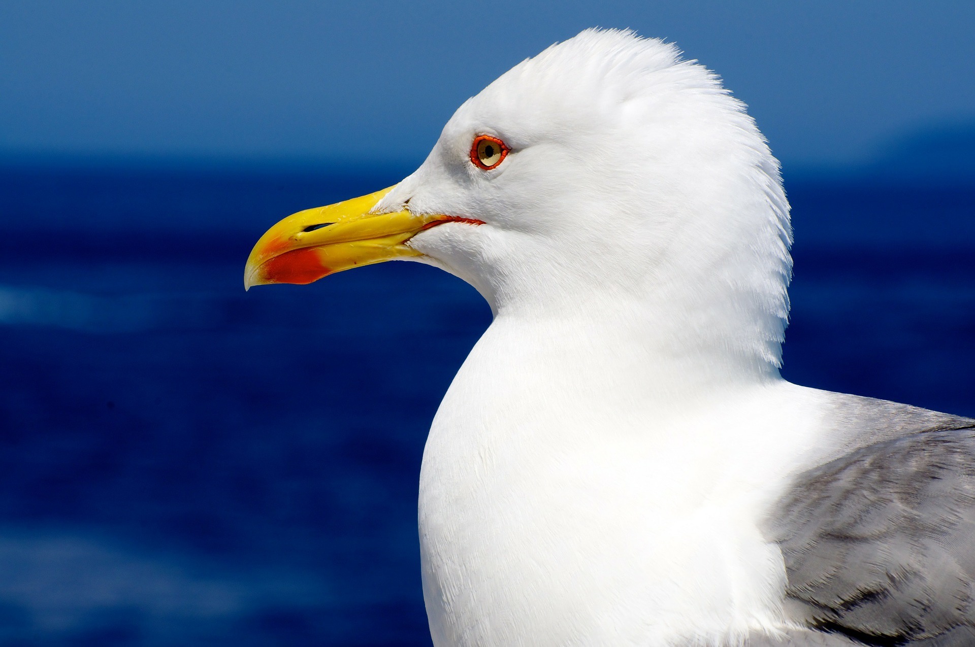 Neptune Seagull