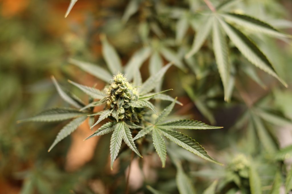 Marijuana plants grow at a Bonify facility in Winnipeg, Manitoba, Canada, on Wednesday, July 12, 2017. Photographer: Trevor Hagan/Bloomberg