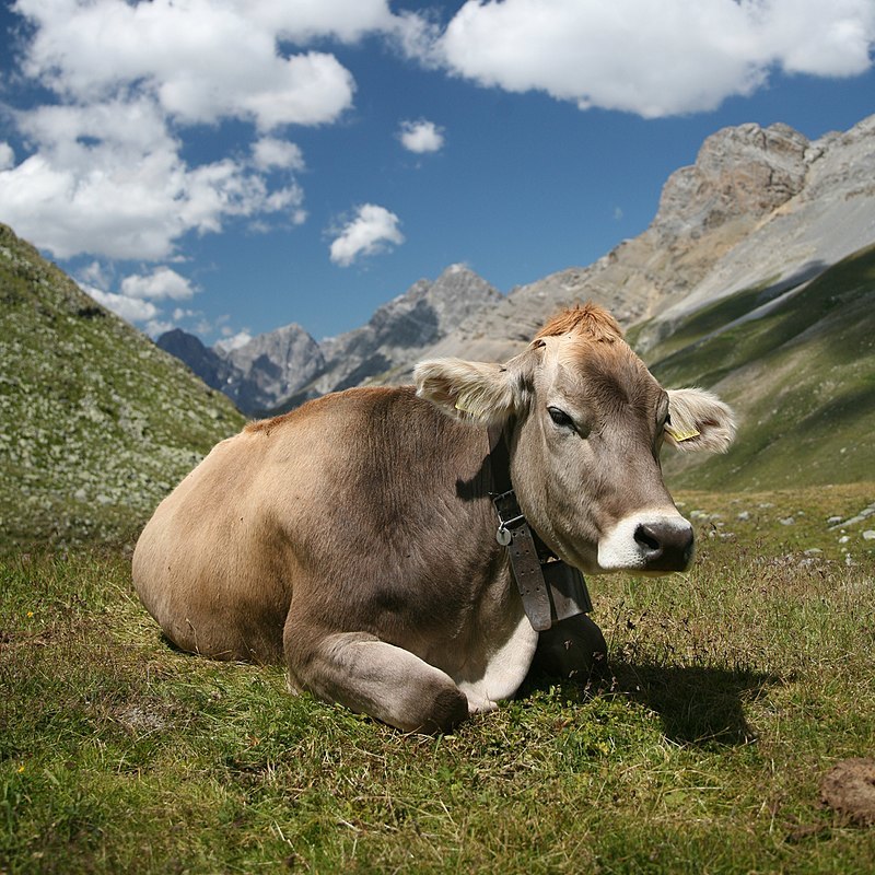 Cow (Swiss Braunvieh breed), below Fuorcla Sesvenna in the Engadin, Switzerland.
Picture by Daniel Schwen