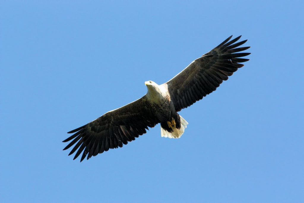 Mull Eagle Watch flies to new location.