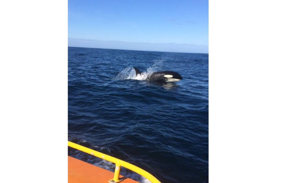 A photo of a killer whale published on the Life at Sea on an ERRV Facebook page.