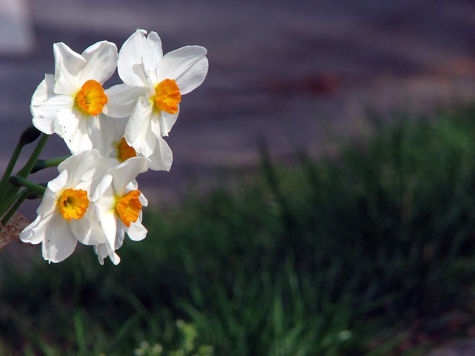 A wind turbine is to be designed like a daffodil.