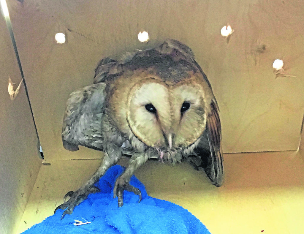Owl - Peter Jolly -
Barn Owl which was rescued after crashing into an oil rig....see story Dawn Thompson...collect pic Peter Jolly