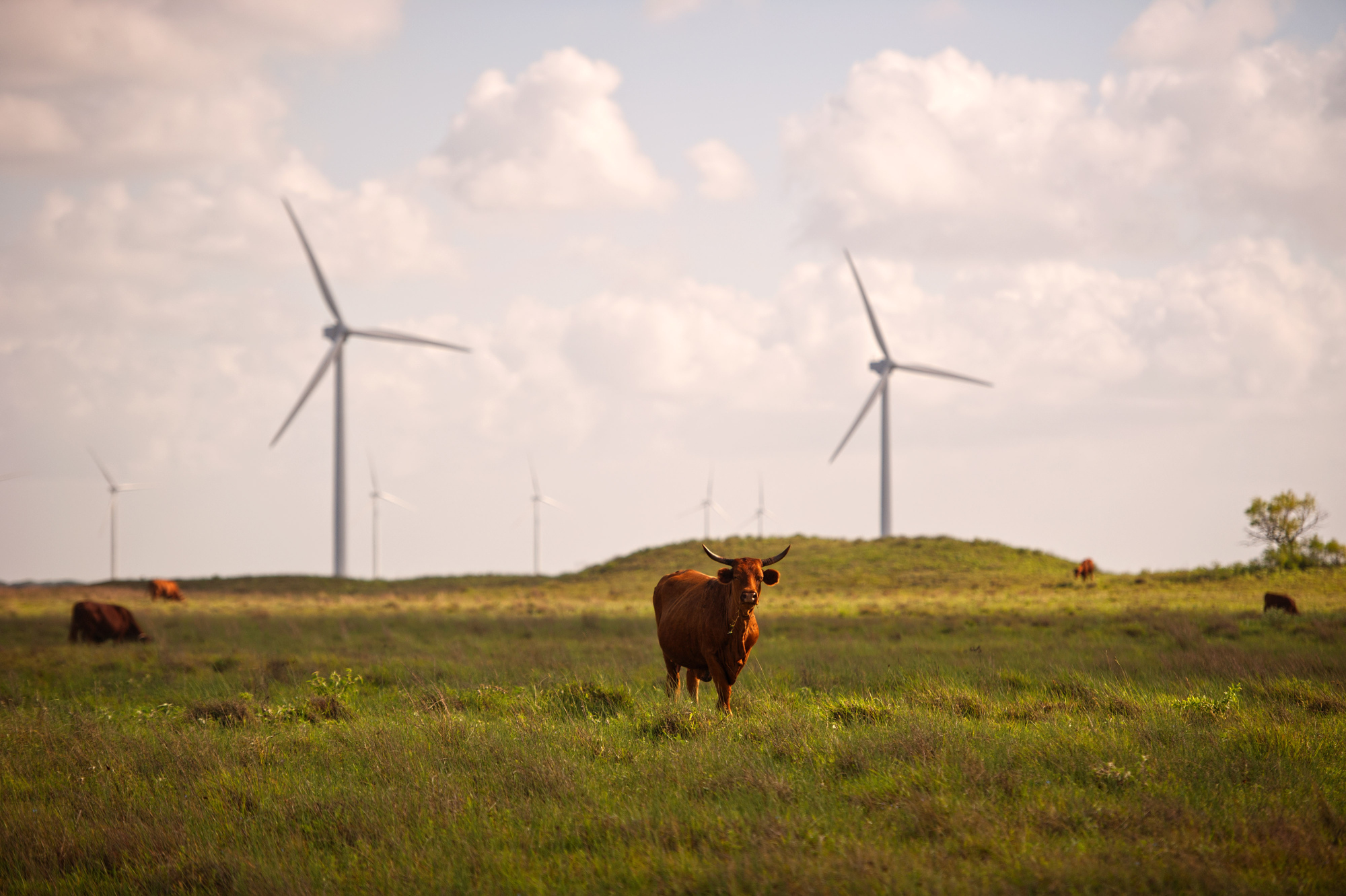 Cattle graze near wind turbines in Sarita, Texas. Photographer: Eddie Seal/Bloomberg