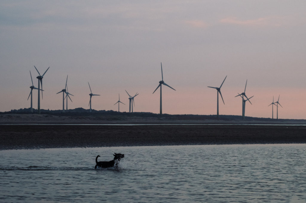 A dog swims as wind turbines stand along a beach in Miaoli County, Taiwan, on Thursday, July 26, 2018. Since a disastrous 2011 reactor meltdown in Japan, more than 1,400 miles (2,250 kilometers) away, Taiwan has rewritten its energy plans. President Tsai Ing-wen ordered all of the country's nuclear reactors to shut by 2025. Photographer: Billy H.C. Kwok/Bloomberg